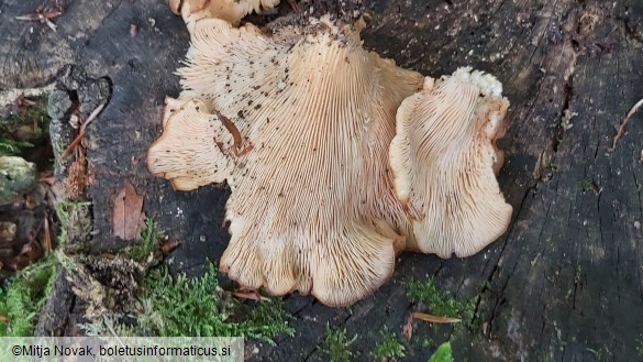 Panus conchatus