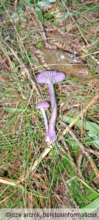 Laccaria amethystina