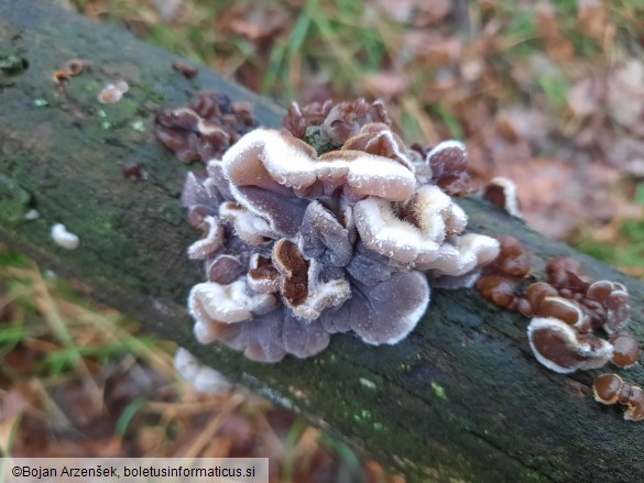 Auricularia mesenterica