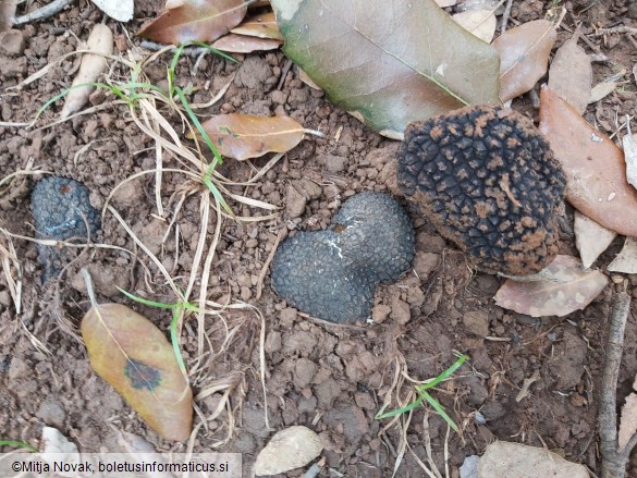 Tuber aestivum