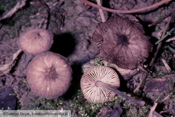 Pluteus thomsonii