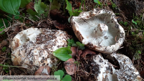 Russula chloroides