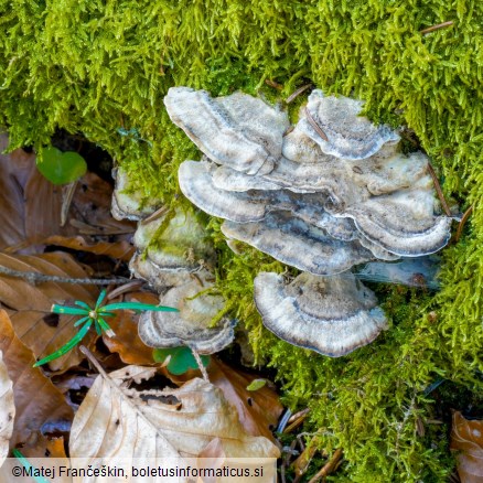 Bjerkandera adusta