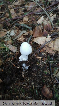 Amanita virosa