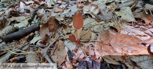 Parasola auricoma