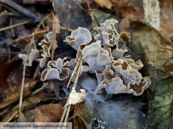 Craterellus undulatus