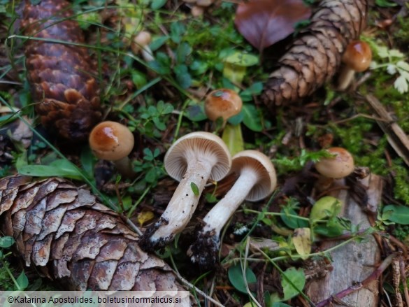 Hygrophorus discoideus