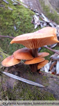 Flammulina velutipes