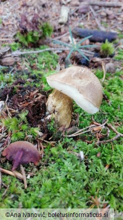 Tylopilus felleus