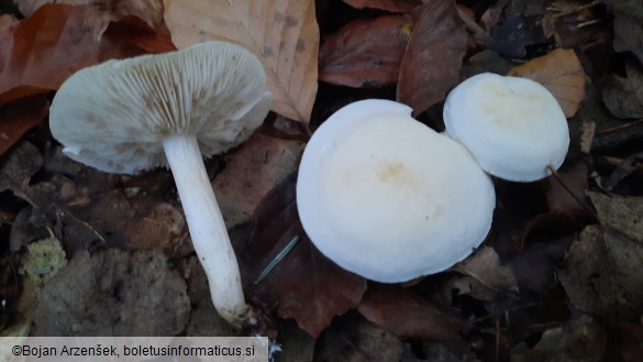 Tricholoma lascivum