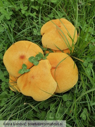 Phaeolepiota aurea