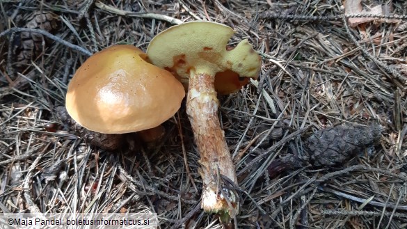 Suillus grevillei