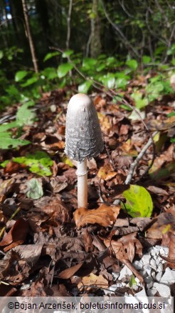 Coprinus comatus