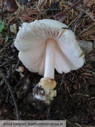 Volvariella hypopithys