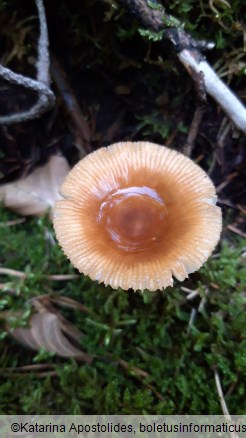 Amanita fulva