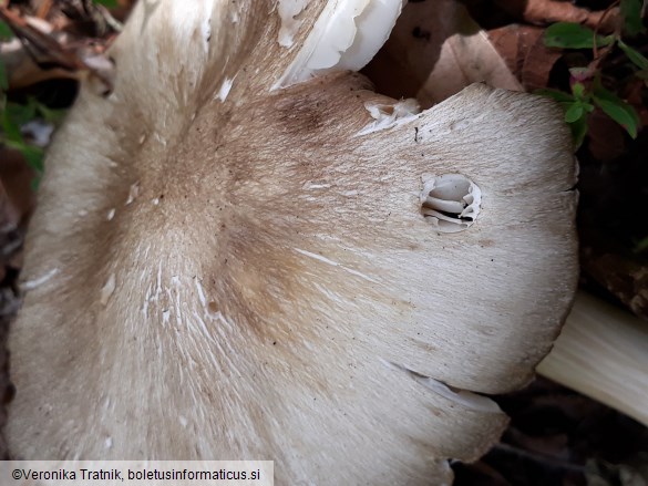 Megacollybia platyphylla