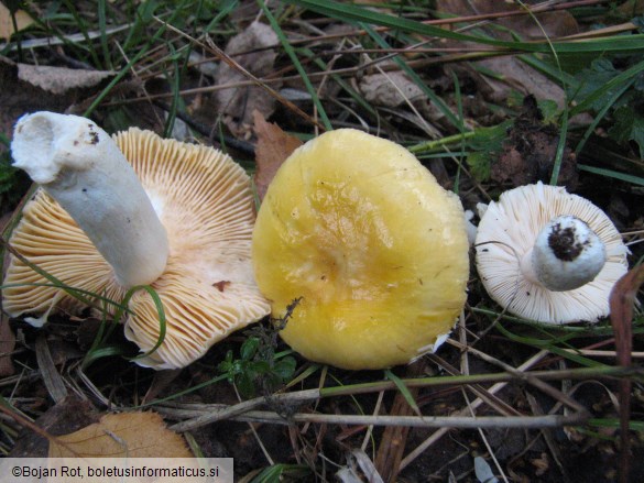 Russula risigallina