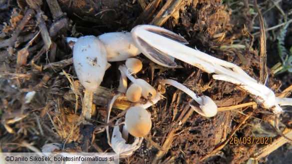 Coprinus cinereus