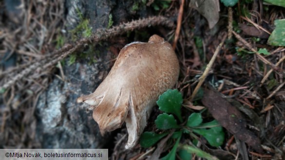 Inocybe pyriodora