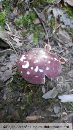 Russula olivacea