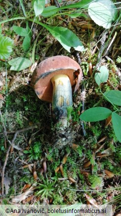 Boletus queletii