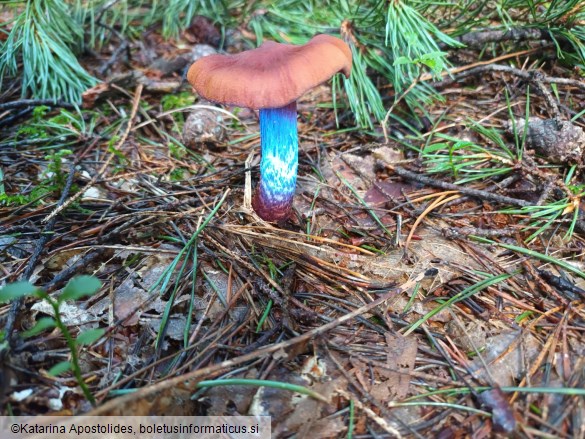 Cortinarius rubellus