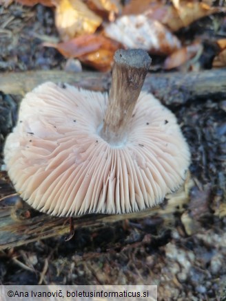 Pluteus umbrosus