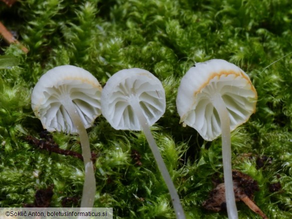 Hemimycena gracilis