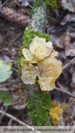 Tremella mesenterica