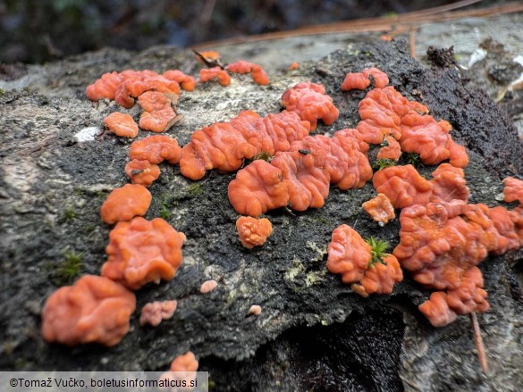 Peniophora rufa