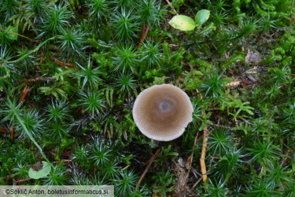 Entoloma conferendum