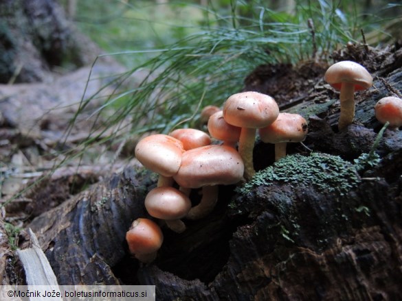 Pholiota astragalina