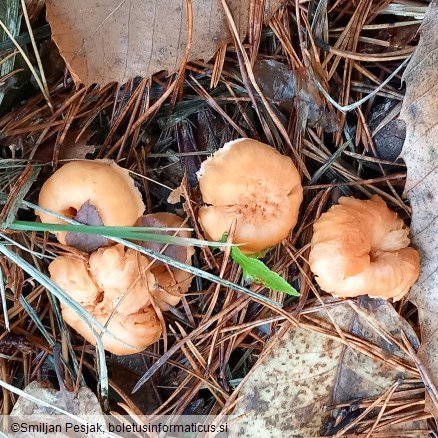 Hydnum repandum var. rufescens