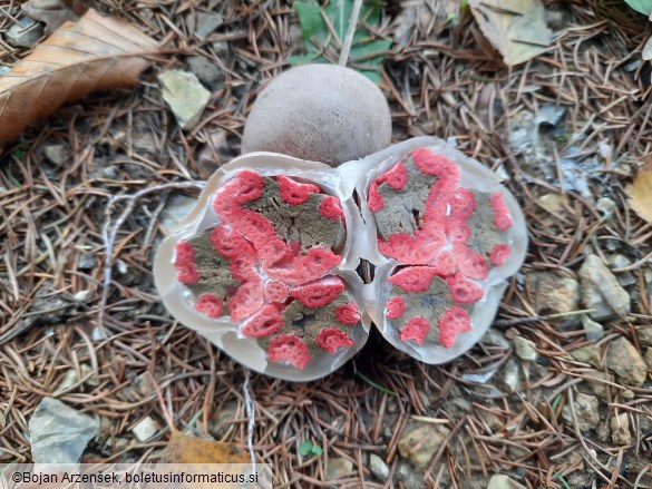 Clathrus archeri