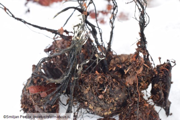 Xylaria carpophila