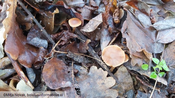 Tubaria furfuracea