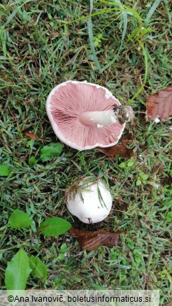 Agaricus campestris