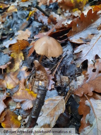 Entoloma hebes