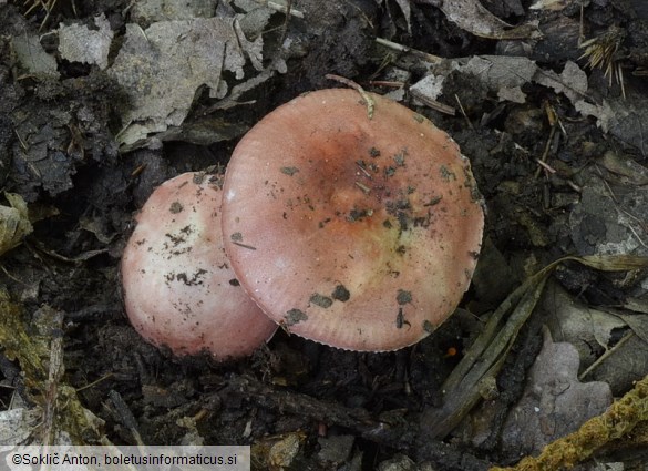 Russula lilacea