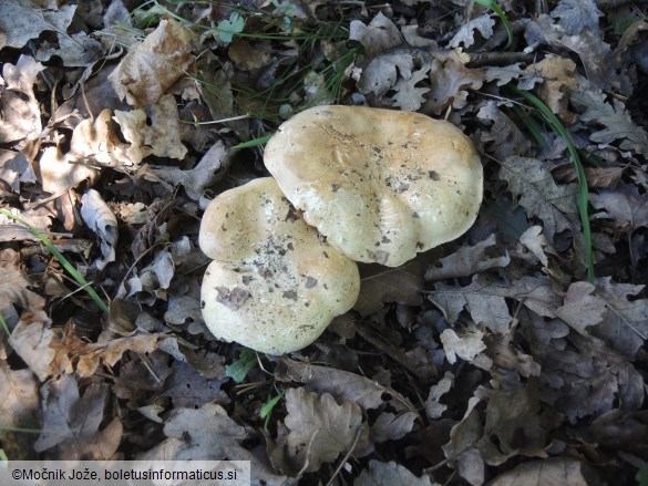 Leucopaxillus tricolor