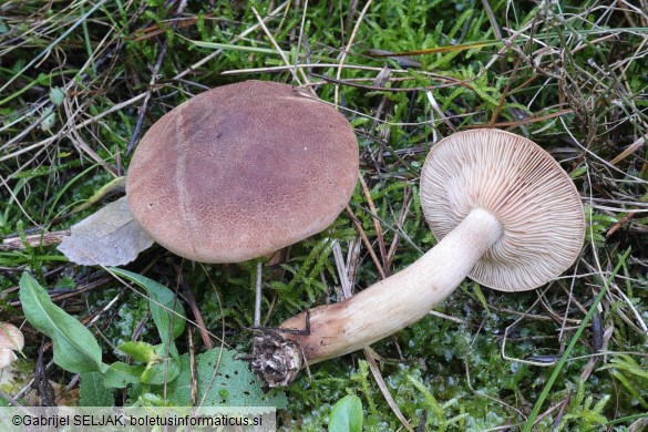 Tricholoma imbricatum