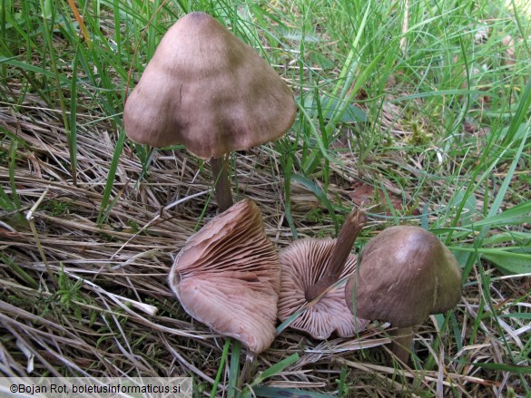 Entoloma conferendum