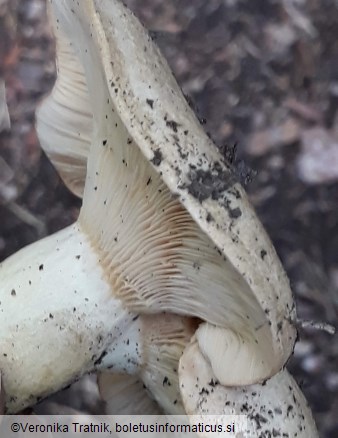 Lactarius glaucescens