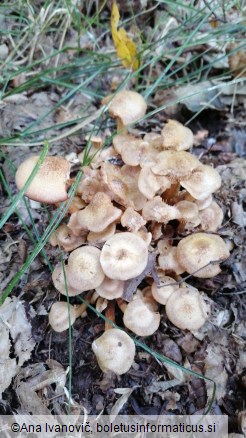 Armillaria mellea