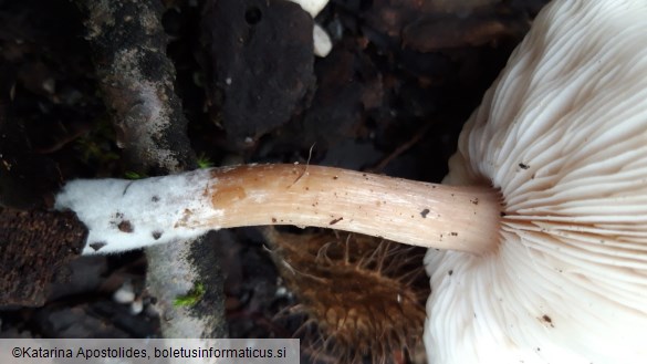 Melanoleuca melaleuca