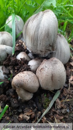 Coprinopsis romagnesiana