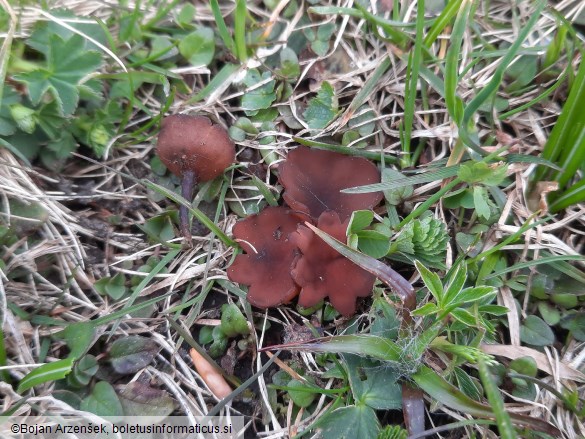 Dumontinia tuberosa