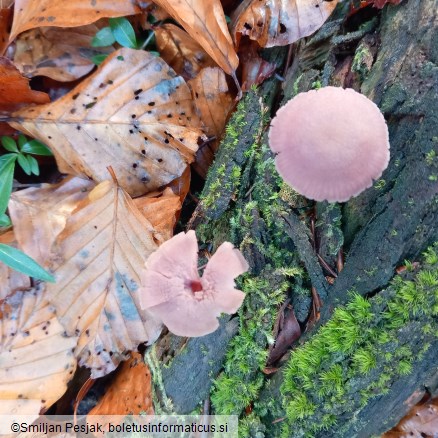 Laccaria amethystina