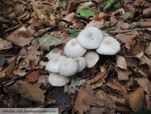 Marasmius wynneae