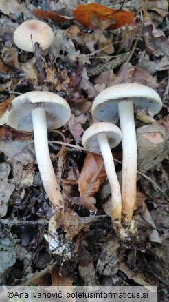 Hypholoma sublateritium